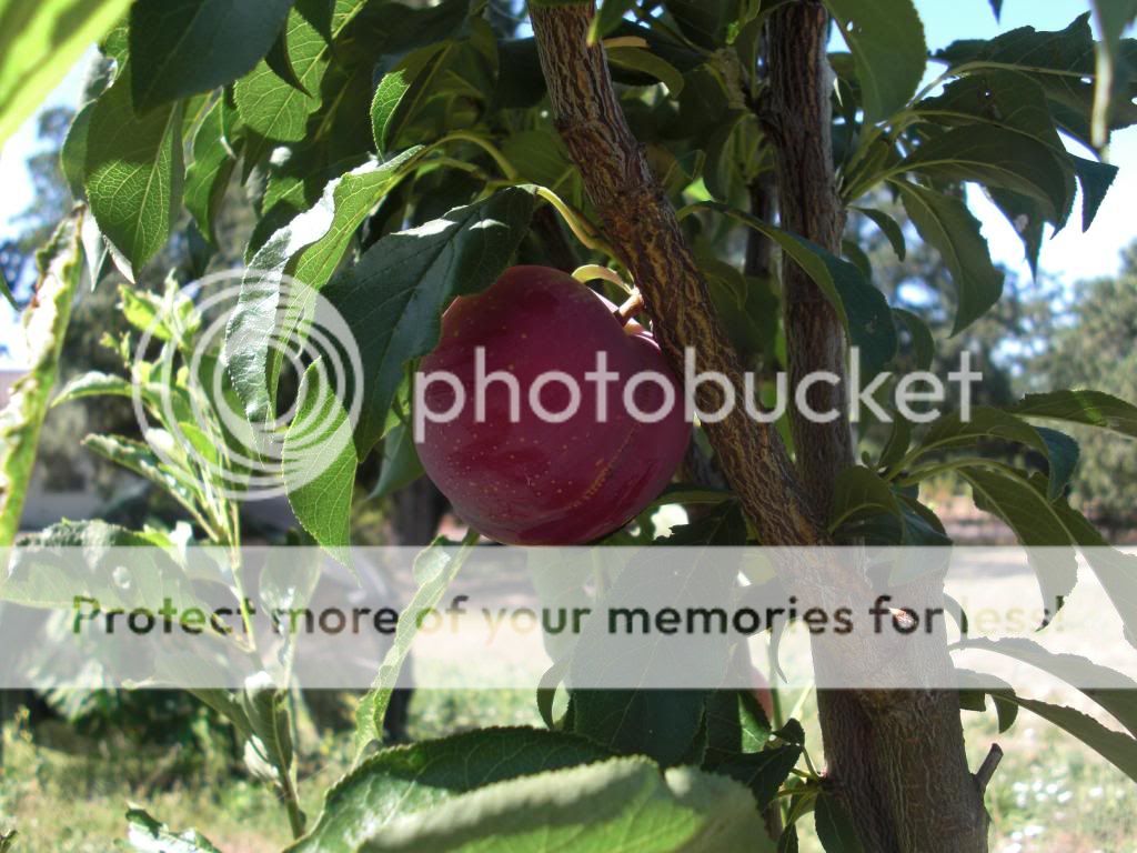 flavor king pluot photo orchardpics056.jpg